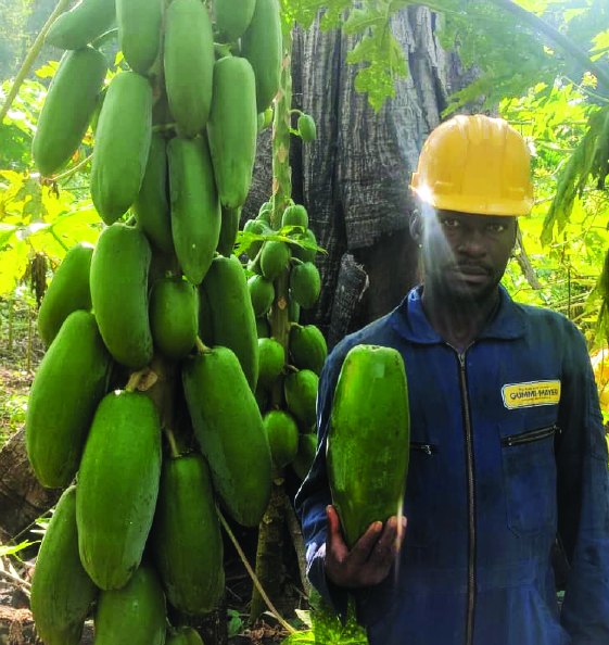 Un producteur tient une papaye devant un papayer chargé de fruits