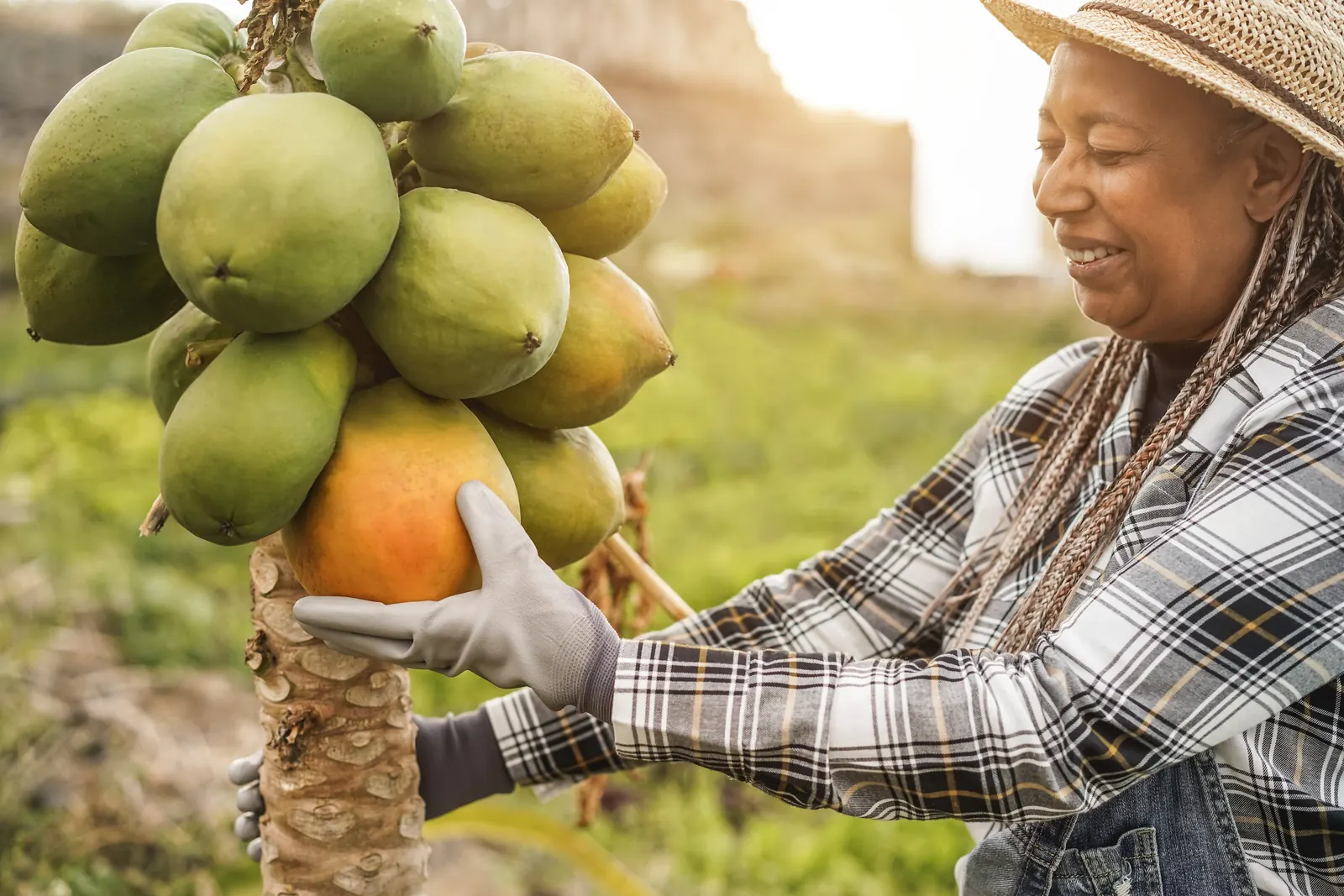 Une cultivatrice cueille des papayes mûres