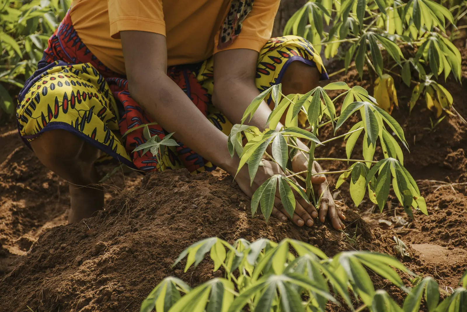 Planting cassava cuttings