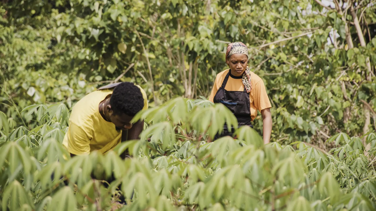 Deux personnes au travail dans un champ de manioc