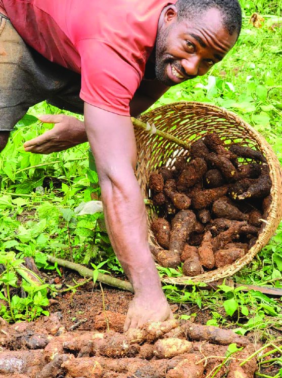 Un producteur récolte du manioc et le dépose dans un panier tressé